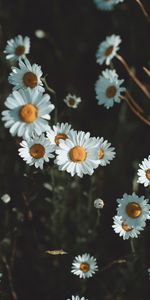 Fleurs,Camomille,Pétales,Wildflowers,Fleurs Sauvages