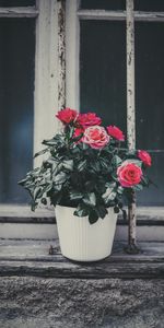 Flowers,Window Sill,Pot,Pink,Rose Flower,Rose,Windowsill,Decorative,Flower