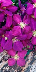 Flowers,Wood,Petals,Tree,Close Up