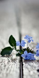 Flowers,Wood,Surface,Mini,Macro,Wooden