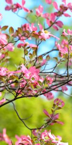 Flowers,Wood,Tree,Bloom,Branch,Flowering