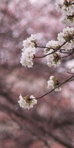 Flowers,Wood,Tree,Bloom,Flowering,Nature,Spring