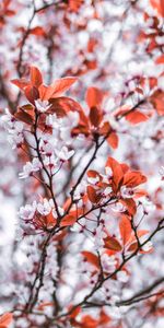 Flowers,Wood,Tree,Branches,Flowering,Leaves,Bloom