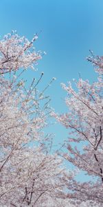 Flowers,Wood,Tree,Branches,Sakura,Spring