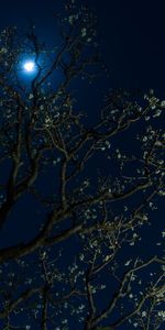 Flowers,Wood,Tree,Cherry,Night,Dark,Moon