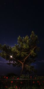 Flowers,Wood,Tree,Fence,Night,Dark