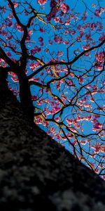 Flowers,Wood,Tree,Flowering,Bloom,Sakura