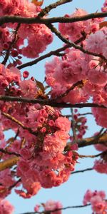 Bois,Fleurs,Arbre,Source,Floraison,Printemps