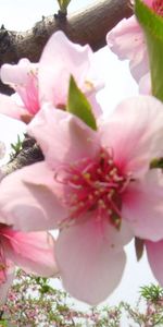 Flowers,Wood,Tree,Flowering,Branch,Close Up,Bloom,Spring