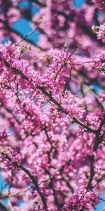 Flowers,Wood,Tree,Flowering,Cherry,Bloom,Spring