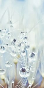 Fluff,Dandelion,Seed,Seeds,Drops,Macro,Fuzz