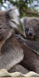 Fluffy,Animal,Koala,Animals,Wildlife,Grey