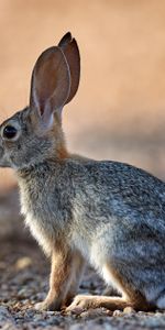 Animales,Esponjoso,Peludo,Animal,Perfil,Conejo