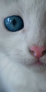 Animales,Esponjoso,Peludo,Ojos Azules,De Ojos Azules,Gato