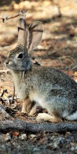 Animales,Peludo,Esponjoso,Rama,Liebre,Animal