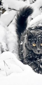 Duveteux,Branches,Chasser,Neige,Pelucheux,Animaux,Chasse,Chat