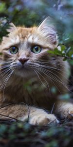 Fluffy,Branches,Redhead,Animals,Cat,Leaves