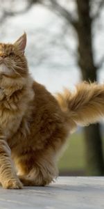 Fluffy,Cool,Maine Coon,Maine,Animals,Cat