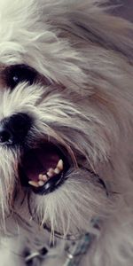 Fluffy,Dog,Muzzle,Open Mouth,Animals