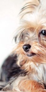 Animales,Esponjoso,Peludo,Perro,Visión,Opinión,Bozal,Yorkshire Terrier