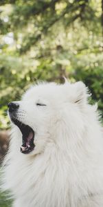 Fluffy,Dog,Nice,Sweetheart,Yawn,Japanese Spitz,Animals