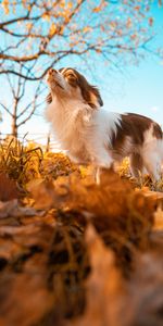 Fluffy,Dog,Pet,Animals,Autumn,Leaves