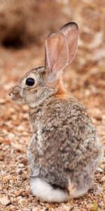 Animales,Esponjoso,Peludo,Perfil,Orejas,Conejo