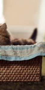 Fluffy,Kitty,Basket,Material,Animals,Kitten