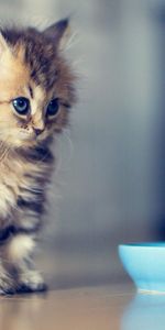 Fluffy,Kitty,Bowl,Sight,Opinion,Animals,Kitten