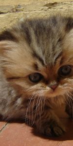 Fluffy,Kitty,Muzzle,Sight,Opinion,Kid,Tot,Animals,Kitten