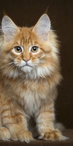 Opinion,Maine,Pelucheux,Duveteux,Minou,Maine Coon,Chaton,Vue,Animaux