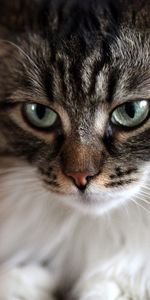 Fluffy,Muzzle,Attentiveness,Animals,Mindfulness,Eyes,Cat