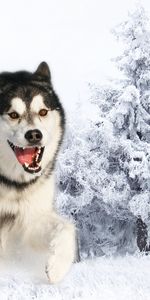 Fluffy,Muzzle,Husky,Haska,Run,Run Away,Animals,Wool,Winter,Snow,Dog