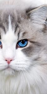 Fluffy,Muzzle,Nice,Sweetheart,Blue Eyed,Animals,Cat