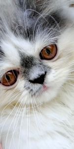 Fluffy,Muzzle,Nice,Sweetheart,Persian Cat,Animals