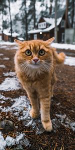 Fluffy,Muzzle,Pet,Opinion,Sight,Animals,Cat