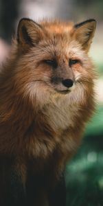 Pelucheux,Duveteux,Vue,Opinion,Animal,Marron,Renard,Animaux