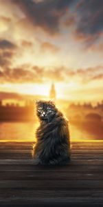 Esponjoso,Peludo,Luz De Sol,Animales,Visión,Luz Del Sol,Opinión,Gato