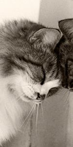 Fluffy,Pair,Animals,Bw,Chb,Playful,Care,Tenderness,Couple,Cats