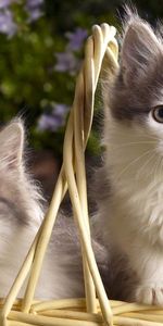 Fluffy,Pair,Basket,Animals,Kittens,Couple