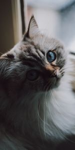 Fluffy,Pet,Opinion,Sight,Animals,Cat