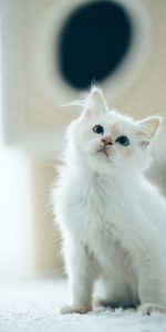 Fluffy,Pet,Sight,Opinion,Nice,Sweetheart,Animals,Kitty,Kitten