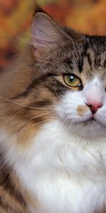 Fluffy,Sight,Opinion,Animals,Wool,Cat