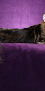 Fluffy,Tail,Maine Coon,Maine,Animals,Cat