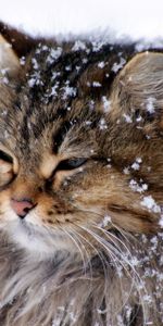 Épais,Gros,Pelucheux,Duveteux,Neige,Animaux,Chat