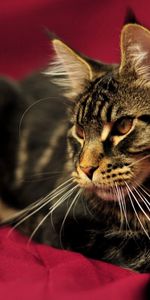 Fluffy,To Lie Down,Lie,Beautiful,Maine Coon,Maine,Animals,Cat