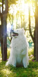 Langue Saillante,Soja,Chien Samoyède,Le Chien De L’Année,Samoyède,La Langue Est Sortie,Pelucheux,Duveteux,Chien,Animaux