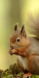 Fluffy,Tree,Tail,Squirrel,Wood,Animals