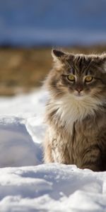 Fluffy,Winter,Snow,Cat,Animals