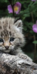 Fluffy,Young,Tree,Muzzle,Joey,Animals,Flowers,Wood,Kitten,Kitty,Grey